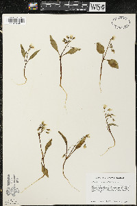 Claytonia caroliniana image