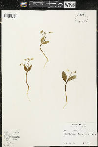 Claytonia caroliniana image