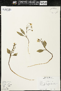 Claytonia caroliniana image