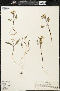 Claytonia caroliniana image