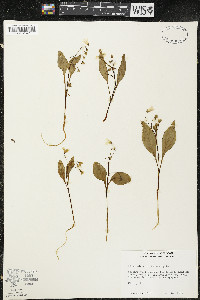 Claytonia caroliniana image