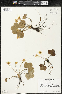 Anemone americana image