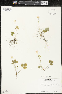 Coptis trifolia image