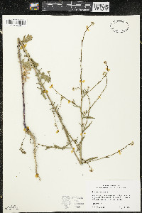 Sisymbrium officinale image