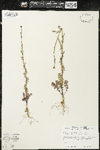 Sisymbrium officinale image