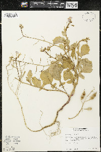 Raphanus raphanistrum subsp. sativus image