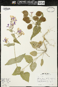 Lunaria annua image