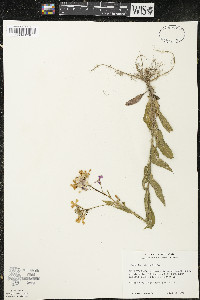 Hesperis matronalis image