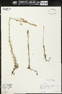 Draba incana image