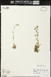 Draba arabisans image