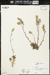 Draba arabisans image