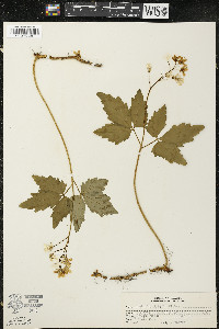 Cardamine diphylla image