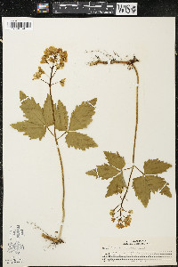 Cardamine diphylla image