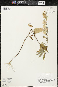 Campanula rapunculoides image