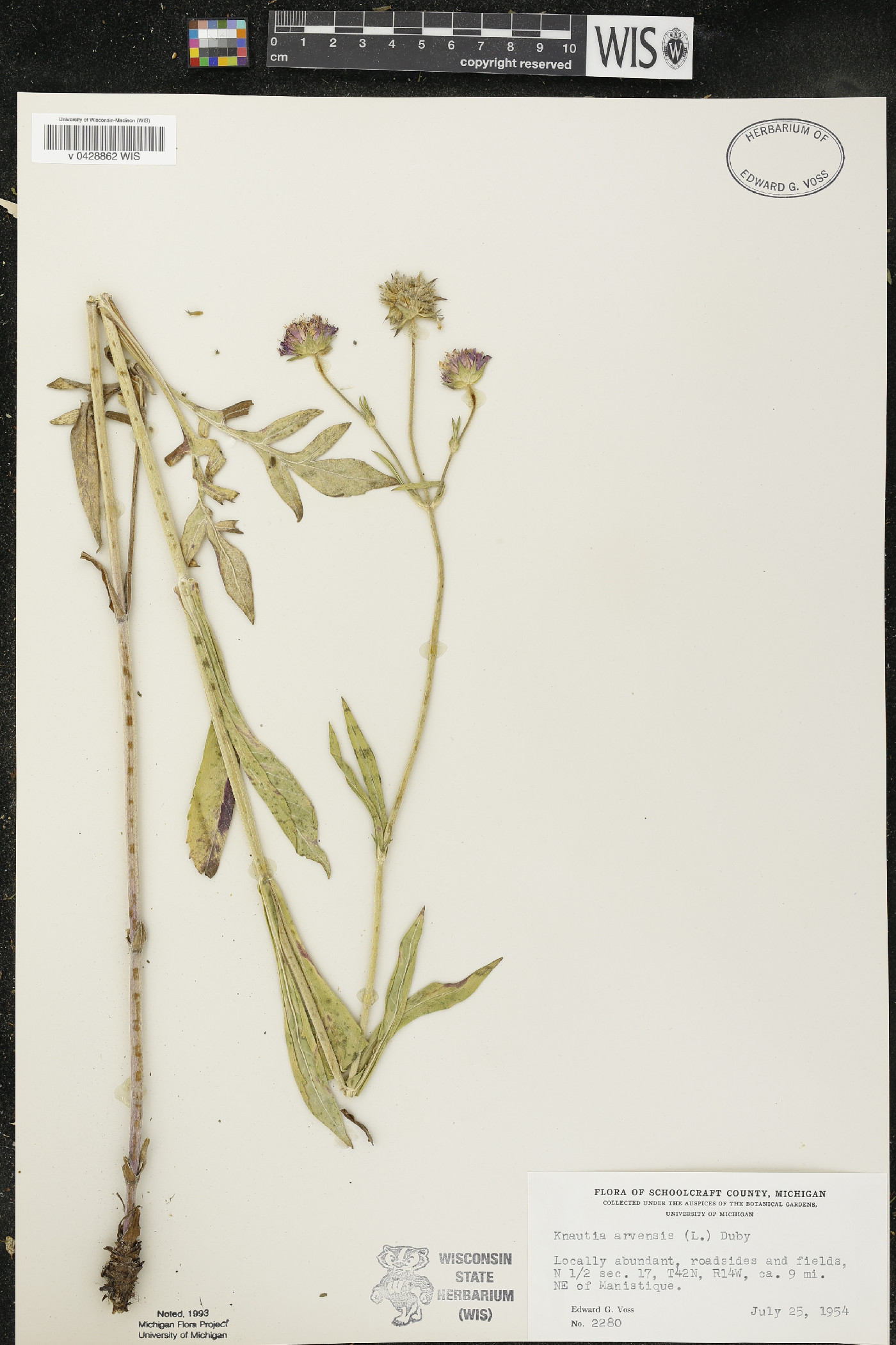 Knautia arvensis image