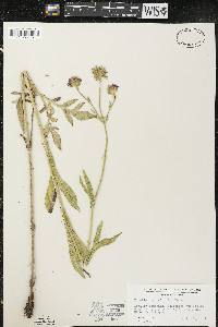 Knautia arvensis image