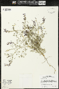 Fumaria officinalis image