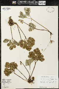 Dicentra canadensis image