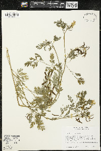 Carex lacustris image