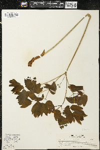 Caulophyllum thalictroides image