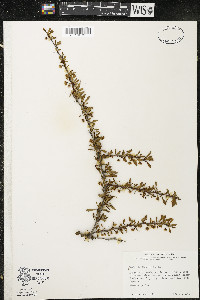 Berberis thunbergii image