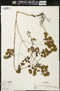 Thalictrum dioicum image