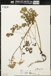 Thalictrum dioicum image