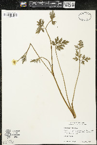 Ranunculus repens image