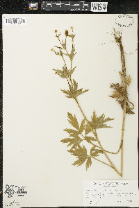 Ranunculus pensylvanicus image