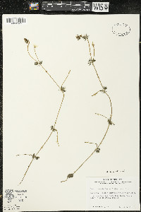 Ranunculus aquatilis image