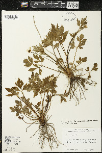 Ranunculus hispidus var. nitidus image