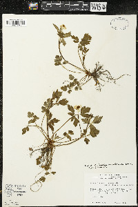 Ranunculus hispidus var. nitidus image