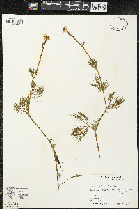 Ranunculus flabellaris image