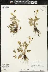 Ranunculus fascicularis image