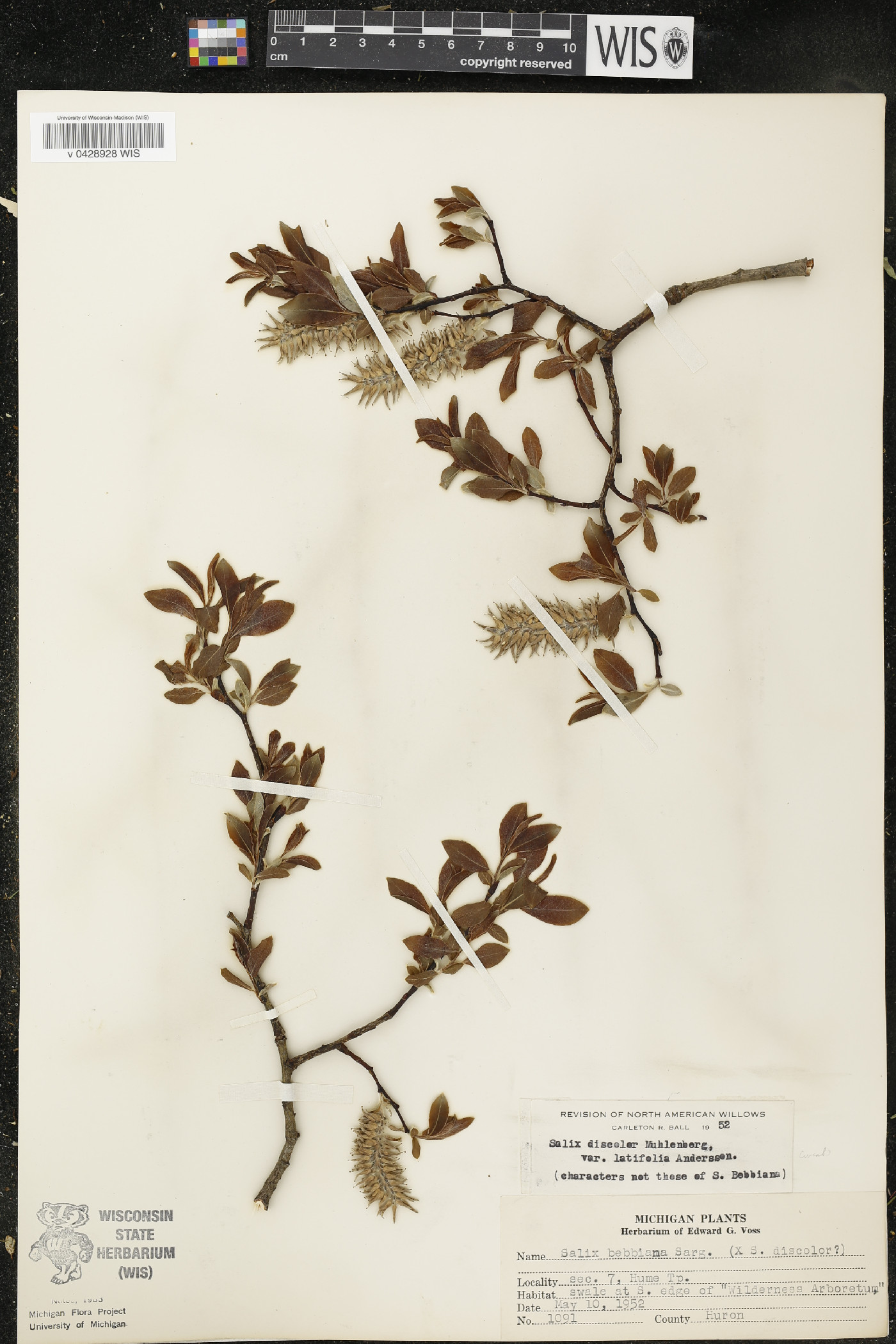 Salix discolor var. latifolia image