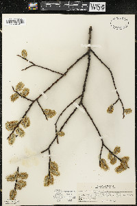 Salix discolor var. latifolia image
