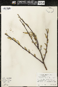 Salix discolor var. latifolia image