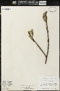 Salix discolor var. latifolia image