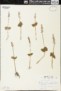 Listera cordata image