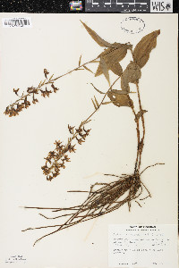 Epipactis helleborine image