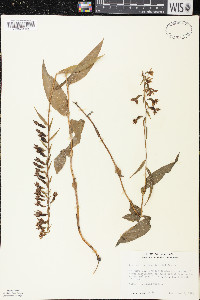 Epipactis helleborine image