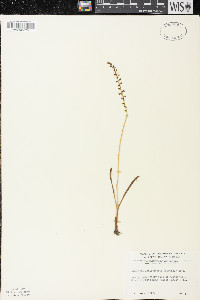 Piperia unalascensis image