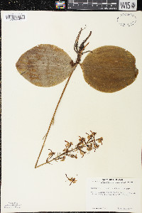Platanthera orbiculata image