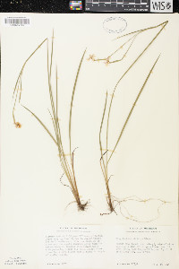 Sisyrinchium strictum image
