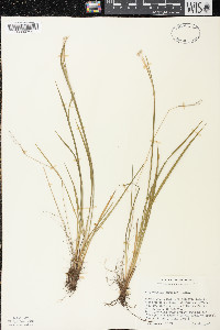 Sisyrinchium strictum image