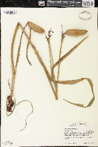 Iris versicolor image