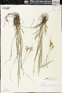 Luzula multiflora image