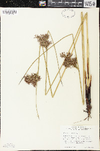 Juncus inflexus image