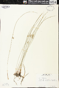 Juncus filiformis image