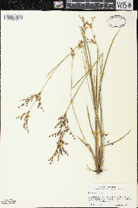 Juncus brevicaudatus image